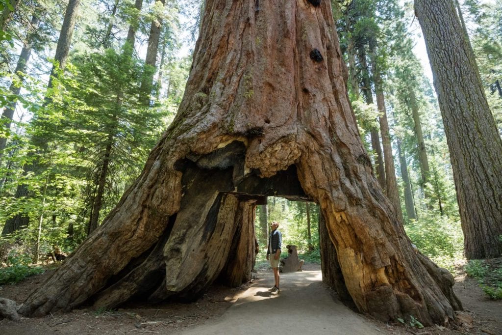 National Redwood Forest